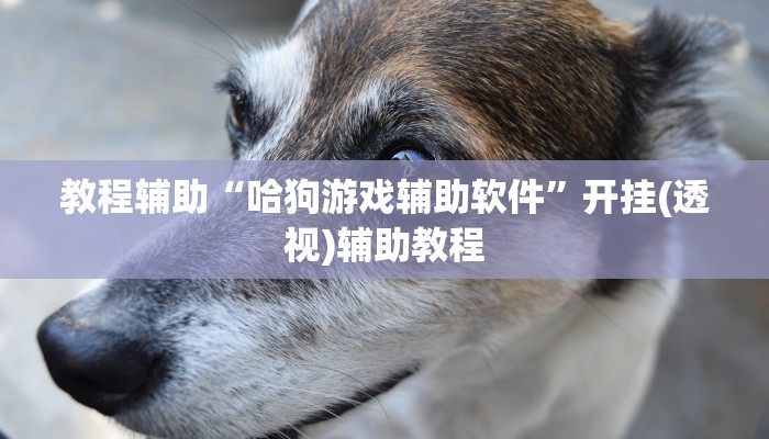 教程辅助“哈狗游戏辅助软件”开挂(透视)辅助教程 教程辅助“哈狗游戏辅助软件”开挂(透视)辅助教程