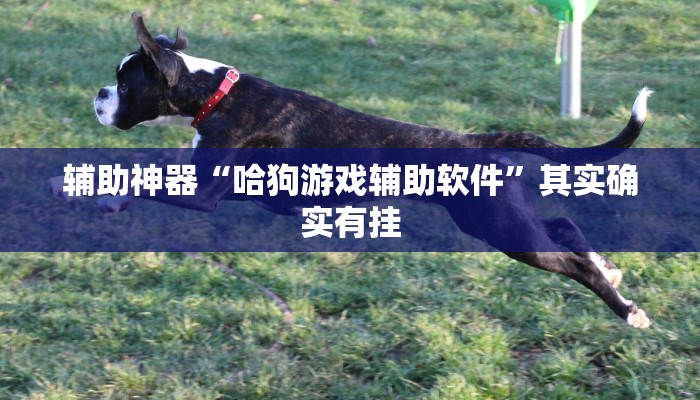 辅助神器“哈狗游戏辅助软件”其实确实有挂