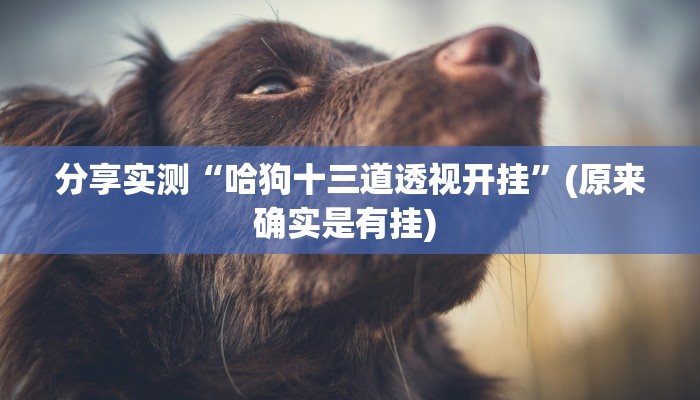 分享实测“哈狗十三道透视开挂”(原来确实是有挂) 